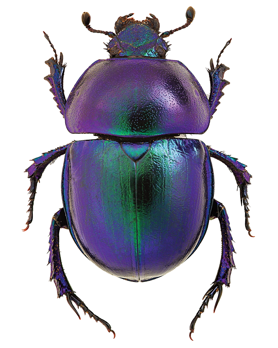 Purple bug